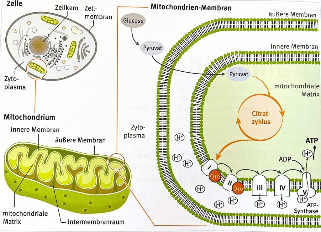 Schematische Darstellung von Mitochondrien & Coenzym Q10 Rolle in der Mitochondrialen Atmungskette.