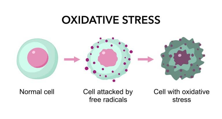 Schematische Darstellung oxidativer Stress einer Zelle. Oxidativer Stress gilt als eine der Hauptursachen für Infertilität bei Männern